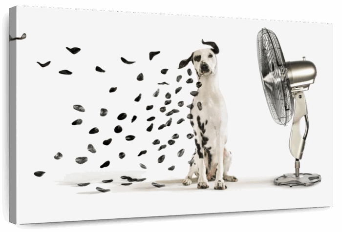 Windblown Dalmatian Spots Wall Art